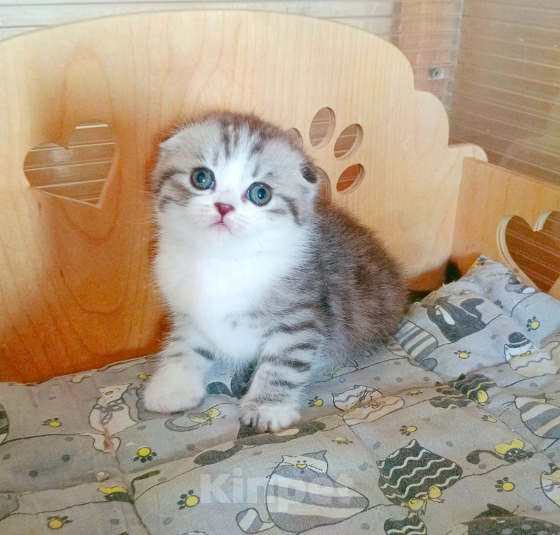 Кошки в Самаре: Котик скоттиш-фолд Мальчик, 30 000 руб. - фото 4
