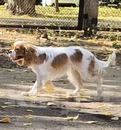 Собаки в Маркс: Девочка  Девочка, 90 000 руб. - фото 3