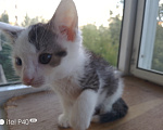 Кошки в Санкт-Петербурге: Кому котятки - ребятки Девочка, Бесплатно - фото 5