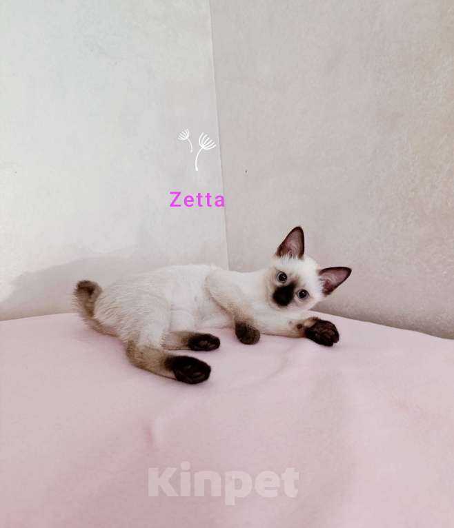 Кошки в Москве: Меконгский бобтейл , котенок  Девочка, 40 000 руб. - фото 3