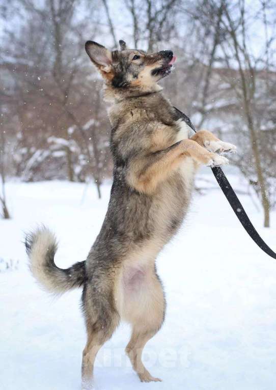 Собаки в Санкт-Петербурге: Твоя собака Девочка, Бесплатно - фото 2