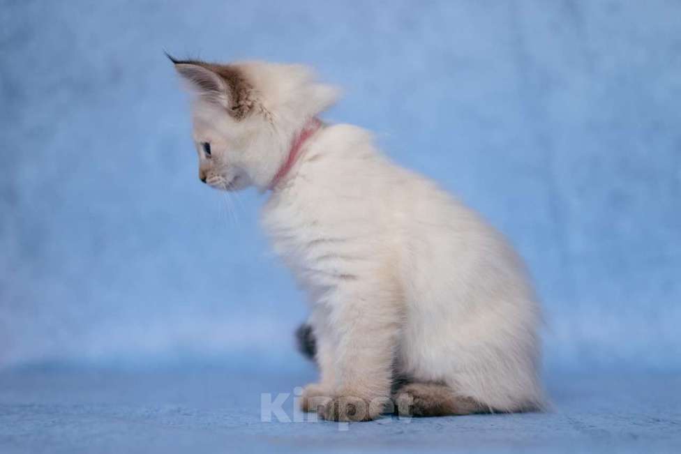 Кошки в Ступино: Продается котенок Невская маскарадная  Девочка, Бесплатно - фото 4