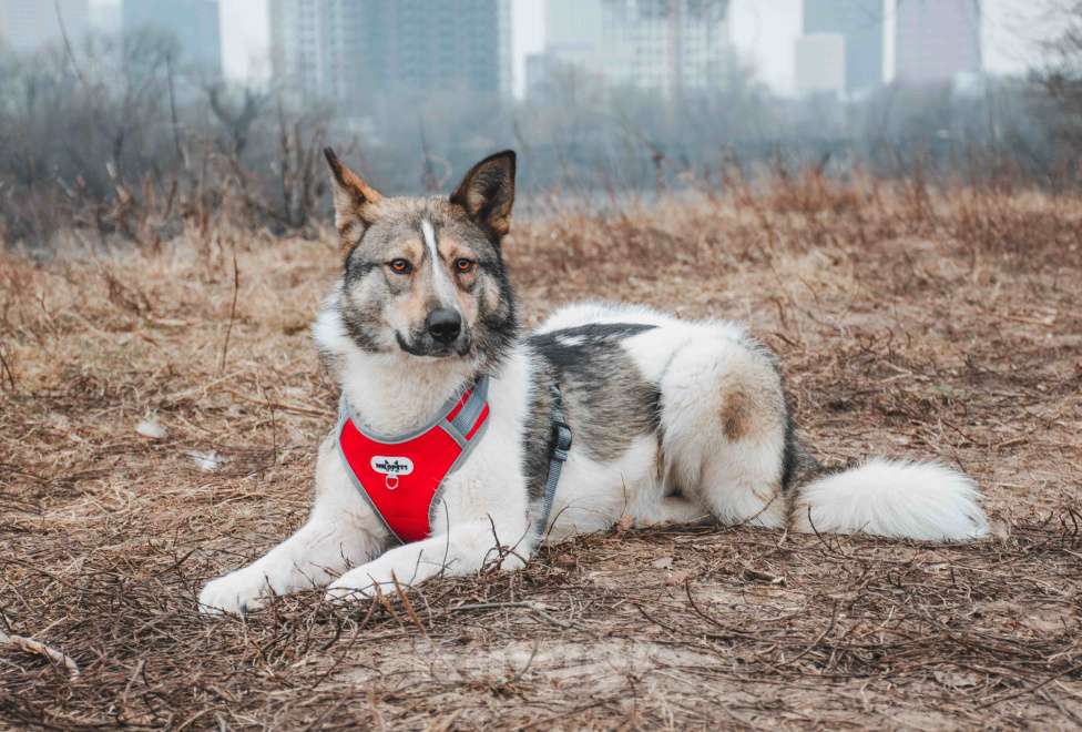 Собаки в Москве: Лайма - бывшедомашняя ласковая красавица из приюта в добрые руки  Девочка, Бесплатно - фото 9