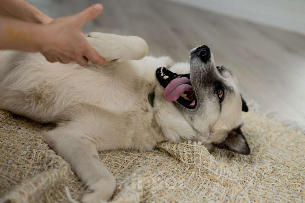 Собаки в Москве: Бинго Мальчик, Бесплатно - фото 5