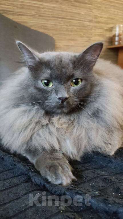 Кошки в Екатеринбурге: Пропал кот Мальчик, 10 000 руб. - фото 4