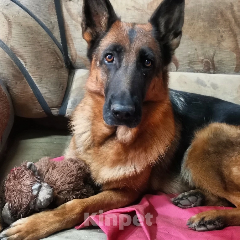 Собаки в Москве: Девочка от вязки Девочка, 15 000 руб. - фото 3