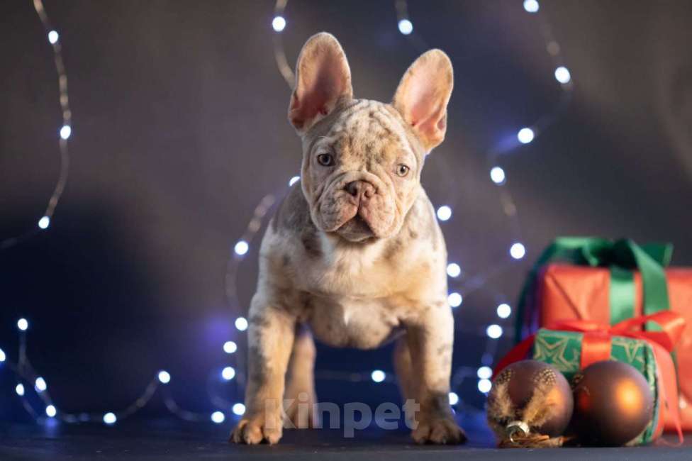 Собаки в Москве: Французский бульдог щенок Мальчик, 60 000 руб. - фото 5