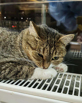 Пищалку никто не замечает