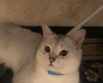 Кошки в Нытве: Кот на Вязку чисто кровная шиншилла, 1 000 руб. - фото 7