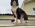 Кошки в Лобне: Кот Мейн-Кун на вязку Мальчик, 2 000 руб. - фото 8