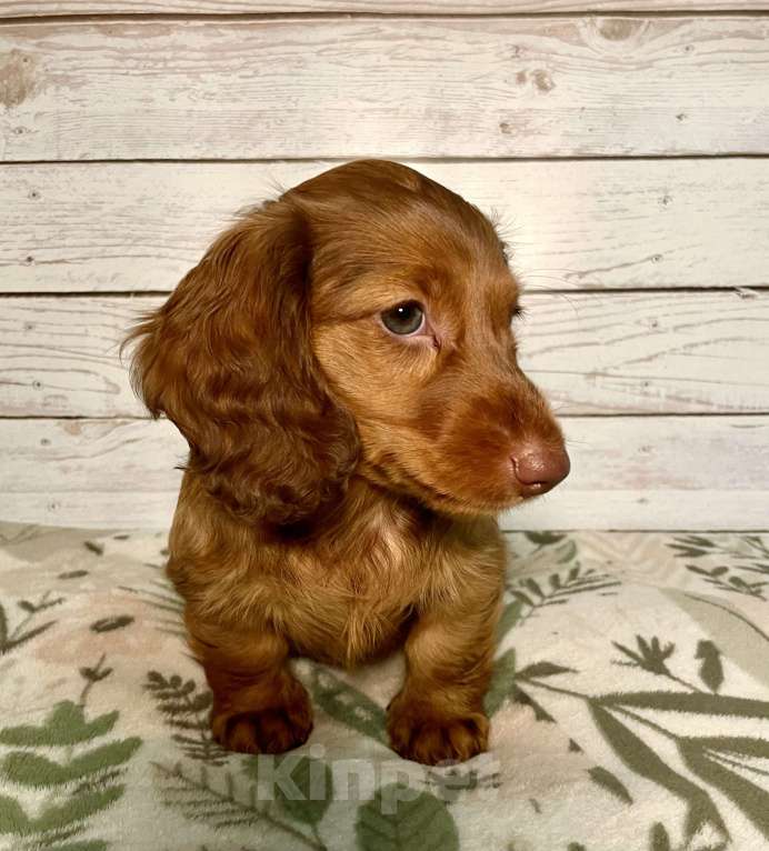 Собаки в Москве: Такса миниатюрная длинношёрстная Мальчик, 80 000 руб. - фото 1