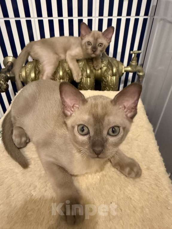 Кошки в Санкт-Петербурге: Бурманский котенок ( шоколад ) Мальчик, 33 000 руб. - фото 4