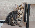 Кошки в Москве: Бенгальские угольные котята  Мальчик, Бесплатно - фото 5