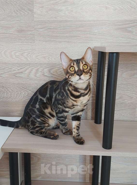 Кошки в Москве: Бенгальские угольные котята  Мальчик, Бесплатно - фото 5