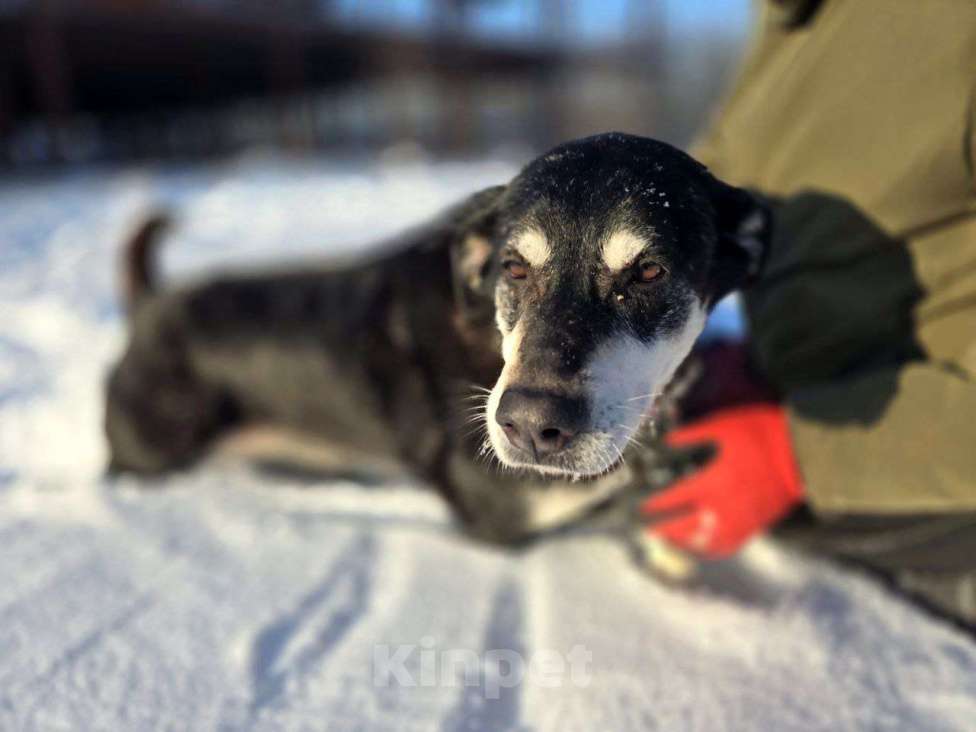 Собаки в Королеве: В поисках дома прекрасная Амели. Девочка, Бесплатно - фото 10