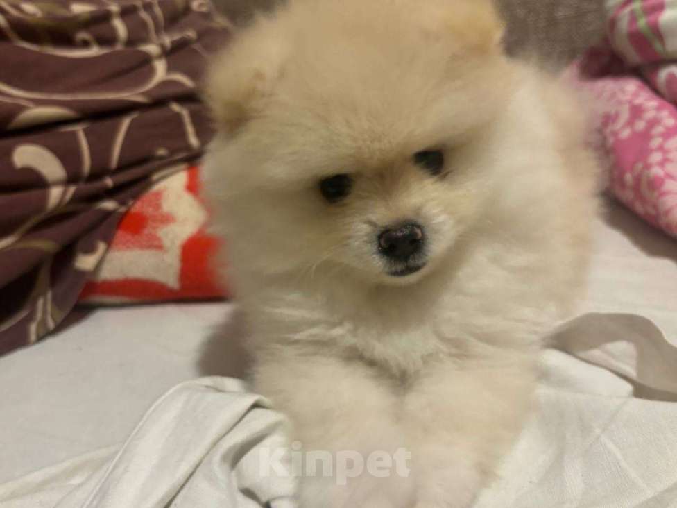 Собаки в Воронеже: Померанский шпиц мини белый Мальчик, 20 000 руб. - фото 6