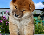 Собаки в Москве: Яркая девочка Сиба Девочка, 60 000 руб. - фото 4
