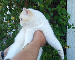 Кошки в Симферополе: Британский мачо Мальчик, 45 000 руб. - фото 2