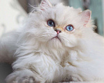 Кошки в Владивостоке: Британский котёнок. Нежное облачко Мальчик, 60 000 руб. - фото 6