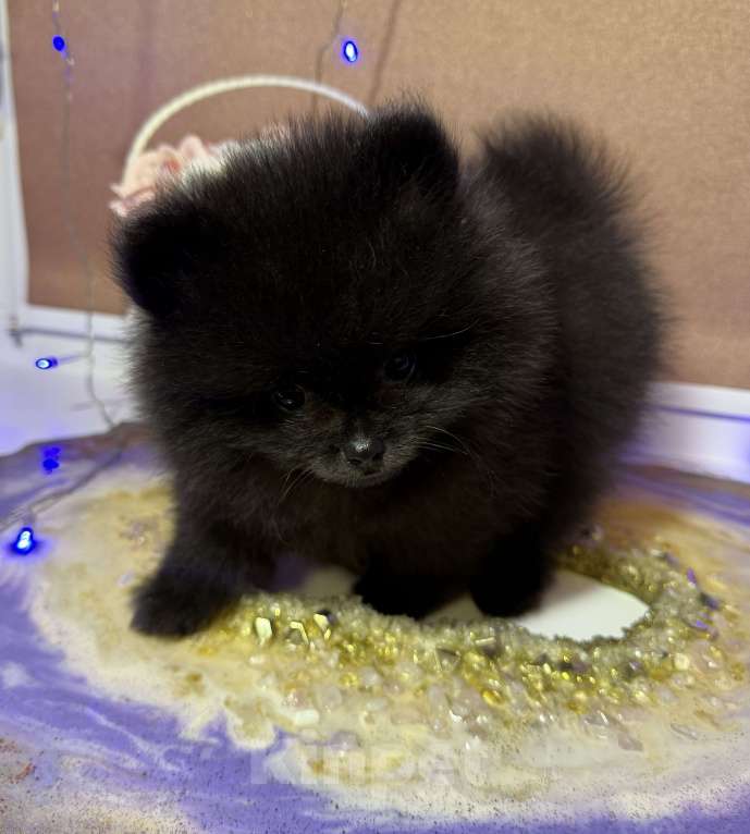 Собаки в Москве: Щенки померанский шпиц, кобель, черный Мальчик, Бесплатно - фото 3