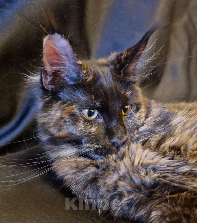 Кошки в Москве: Пресненские котята породы мейн-кун. Амелия Девочка, 30 000 руб. - фото 2