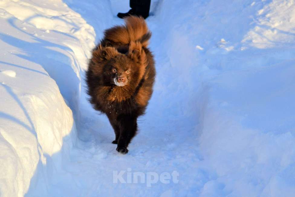 Собаки в Ореховом-Зуево: Маняша Девочка, 35 000 руб. - фото 3