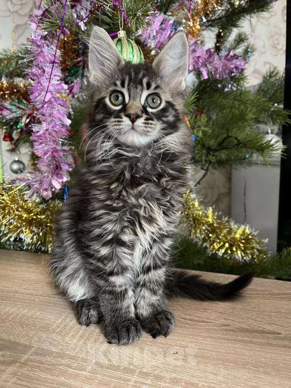 Кошки в Лянторе: Котятки мейн кун!!! Новогодние цены)), 10 000 руб. - фото 1
