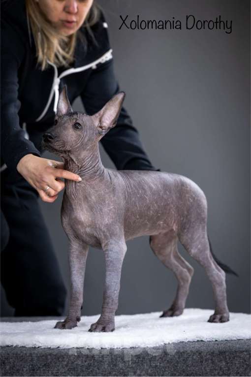 Собаки в Санкт-Петербурге: Щенки ксолоитцкуинтли ( мексиканская голая стандарт)  Мальчик, 120 000 руб. - фото 2