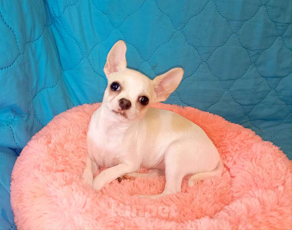 Собаки в Москве: Чихуахуа щенки Мальчик, 30 000 руб. - фото 3