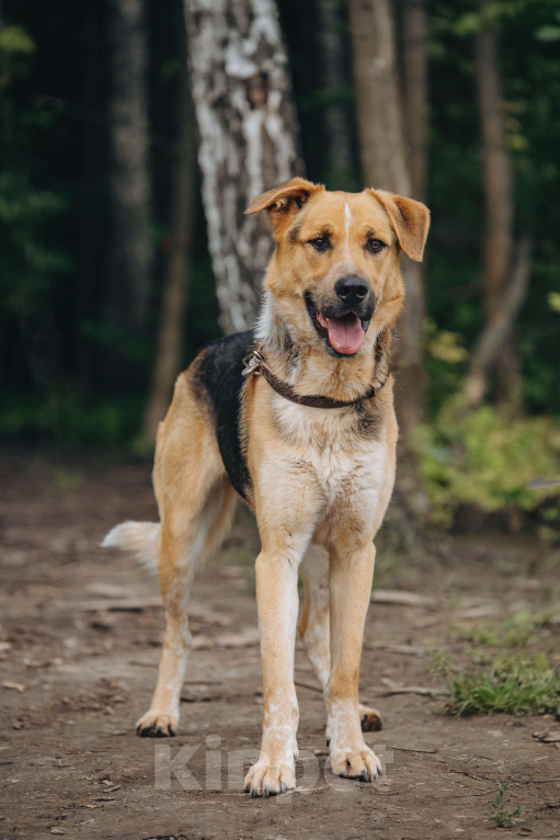 Собаки в других городах Московской области: Брюс Мальчик, Бесплатно - фото 3