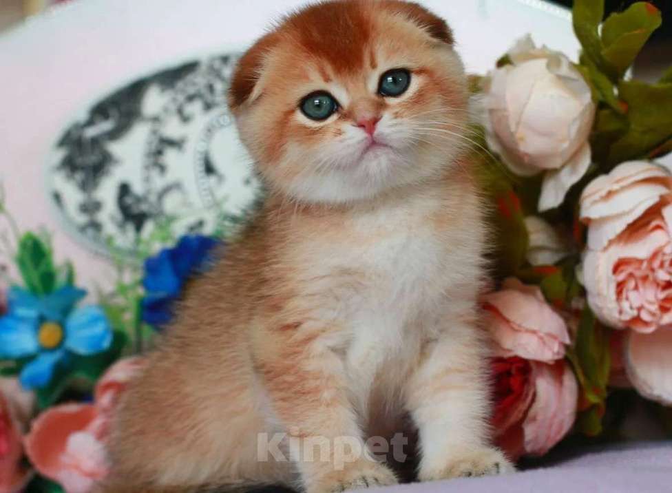 Кошки в Москве: Золотая шиншилла с документами  Девочка, 40 000 руб. - фото 4