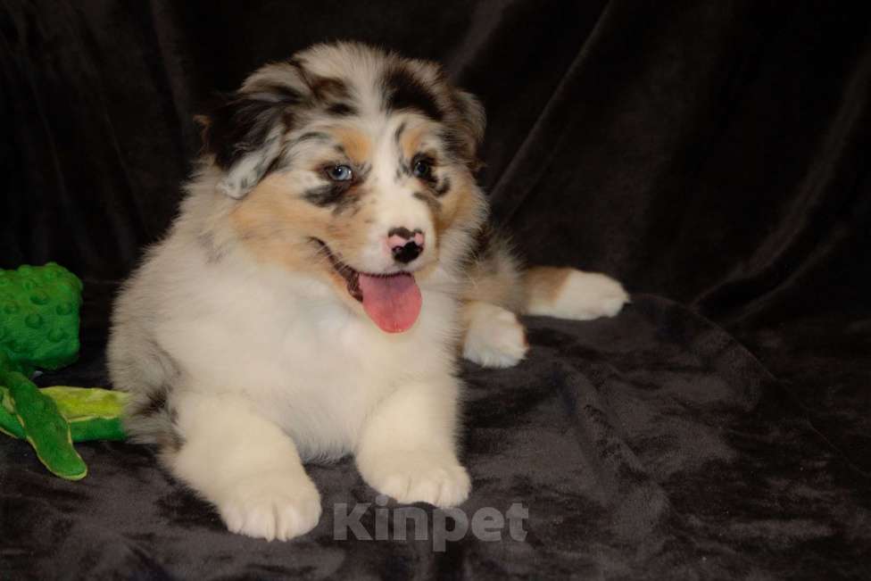 Собаки в других городах Московской области: Австралийская овчарка (аусси) Мальчик, 100 000 руб. - фото 8