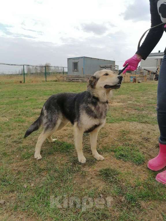 Собаки в Москве: Виччи, мечтательный щенок Мальчик, Бесплатно - фото 4