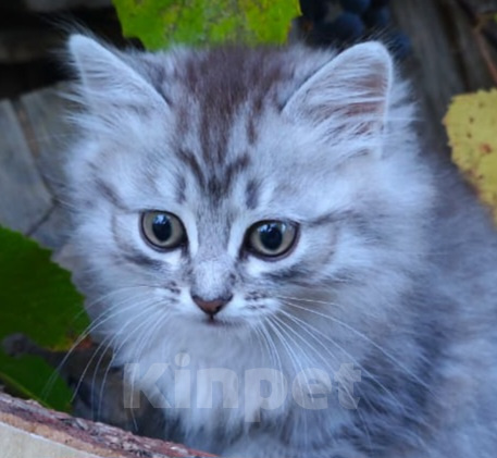 Кошки в Москве: Котёнок в добрые руки Девочка, Бесплатно - фото 9
