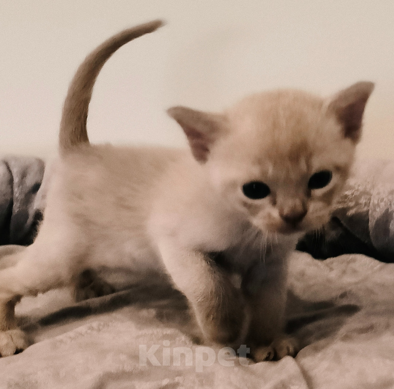 Кошки в Краснодаре: Помет H-2 Разнополые, 100 000 руб. - фото 2