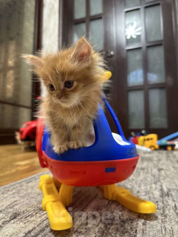 Кошки в Москве: Малышка мейн кун Девочка, Бесплатно - фото 3