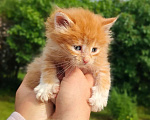 Кошки в Москве: Чудесный малыш Мальчик, Бесплатно - фото 1