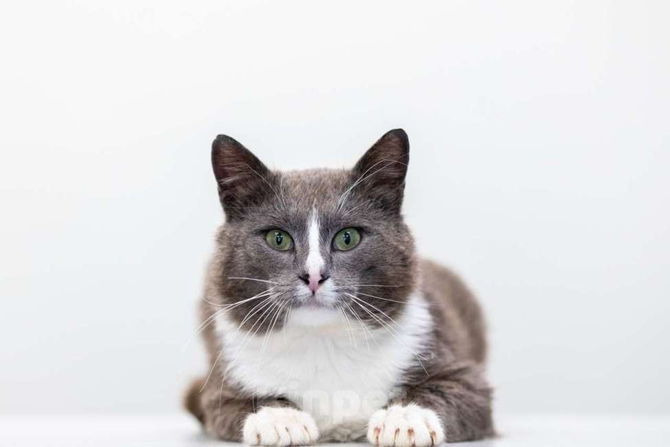 Кошки в Москве: Амур Мальчик, Бесплатно - фото 2