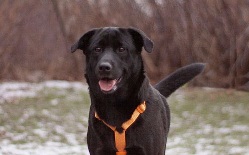 Вильма фенотип лабрадора в добрые руки