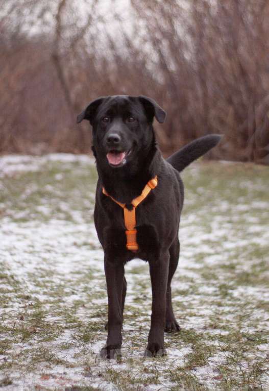 Собаки в Москве: Вильма фенотип лабрадора в добрые руки Девочка, Бесплатно - фото 1