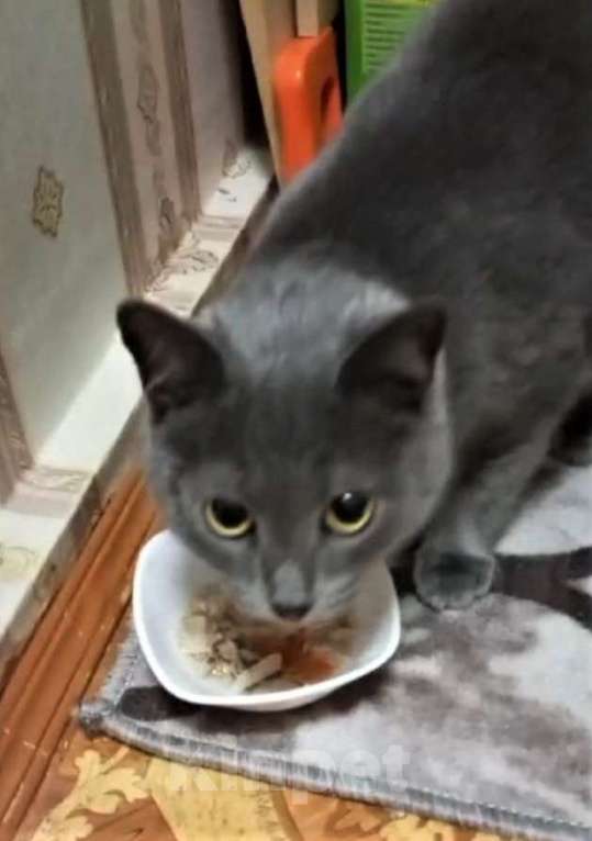 Кошки в Ногинске: Киса Василиса в добрые руки Девочка, Бесплатно - фото 5