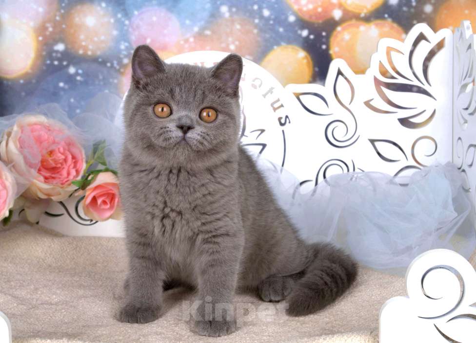Кошки в Санкт-Петербурге: Британский котик классического голубого окраса Мальчик, 60 000 руб. - фото 6