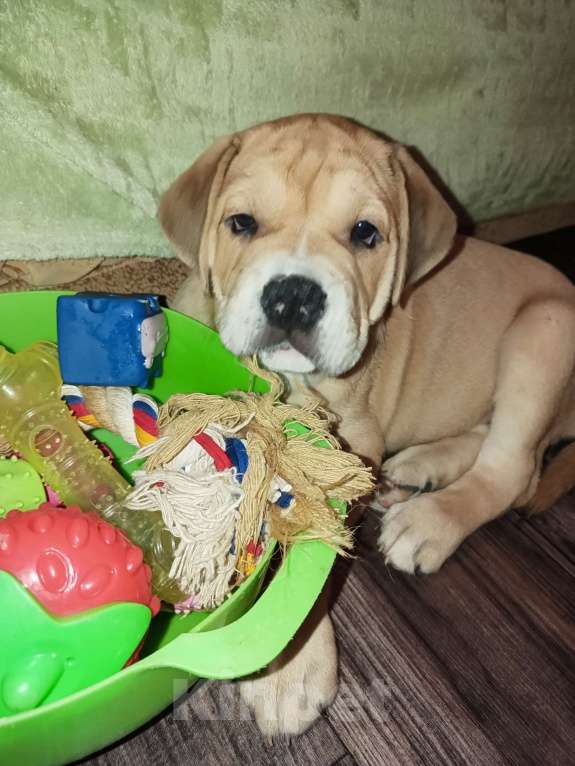 Собаки в Москве: Щенки Кадебо Мальчик, Бесплатно - фото 9