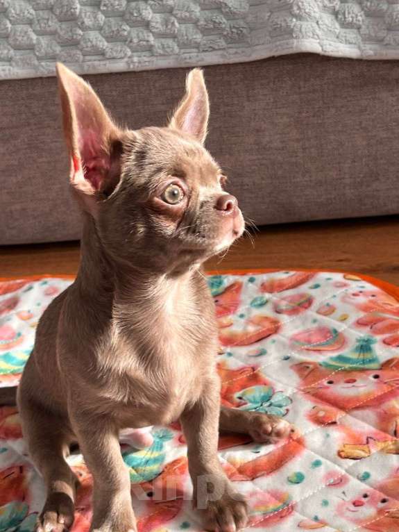 Собаки в Ижевске: Щенок чихуахуа Мальчик, 50 000 руб. - фото 7