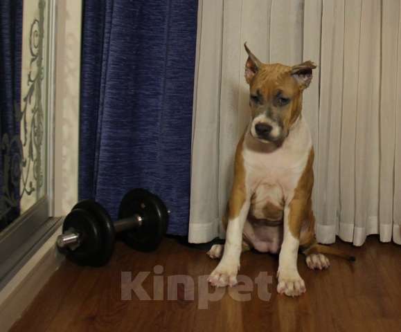 Собаки в Москве: Щенки Амстаффа (питомник РКФ)  Мальчик, 35 000 руб. - фото 2