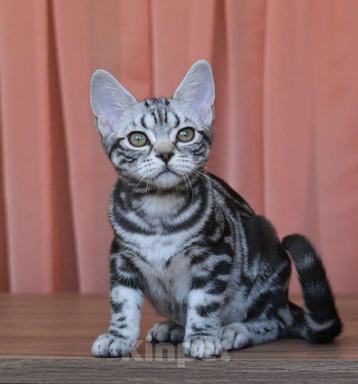 Кошки в Москве: Котята Американской короткошерстной породы Девочка, 70 000 руб. - фото 7