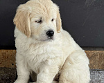 Собаки в других городах Челябинской области: Золотистый ретривер Мальчик, 90 000 руб. - фото 6