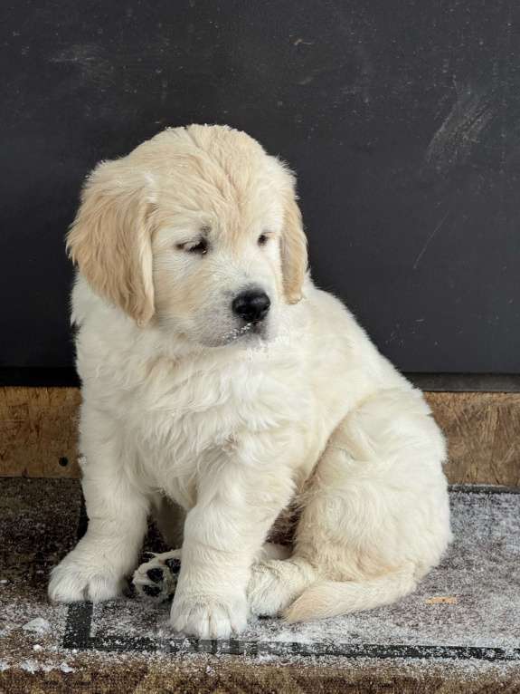 Собаки в других городах Челябинской области: Золотистый ретривер Мальчик, 90 000 руб. - фото 6