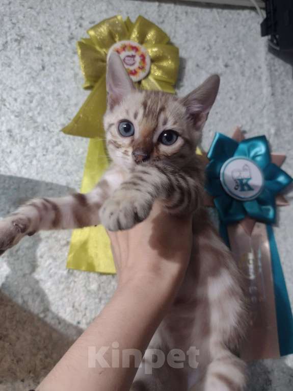 Кошки в Санкт-Петербурге: Бенгальский котенок окраса минк. Родители чемпионы  Мальчик, 50 000 руб. - фото 2