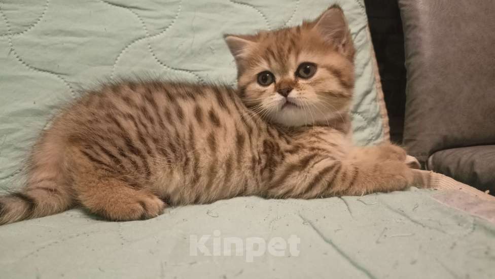Кошки в Санкт-Петербурге: Шотландский прямоухим котик, 2 мес.  Мальчик, 25 000 руб. - фото 1